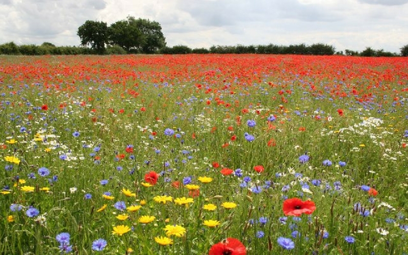 Heaven in a Wild Flower